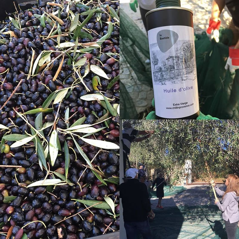 Olive picking party